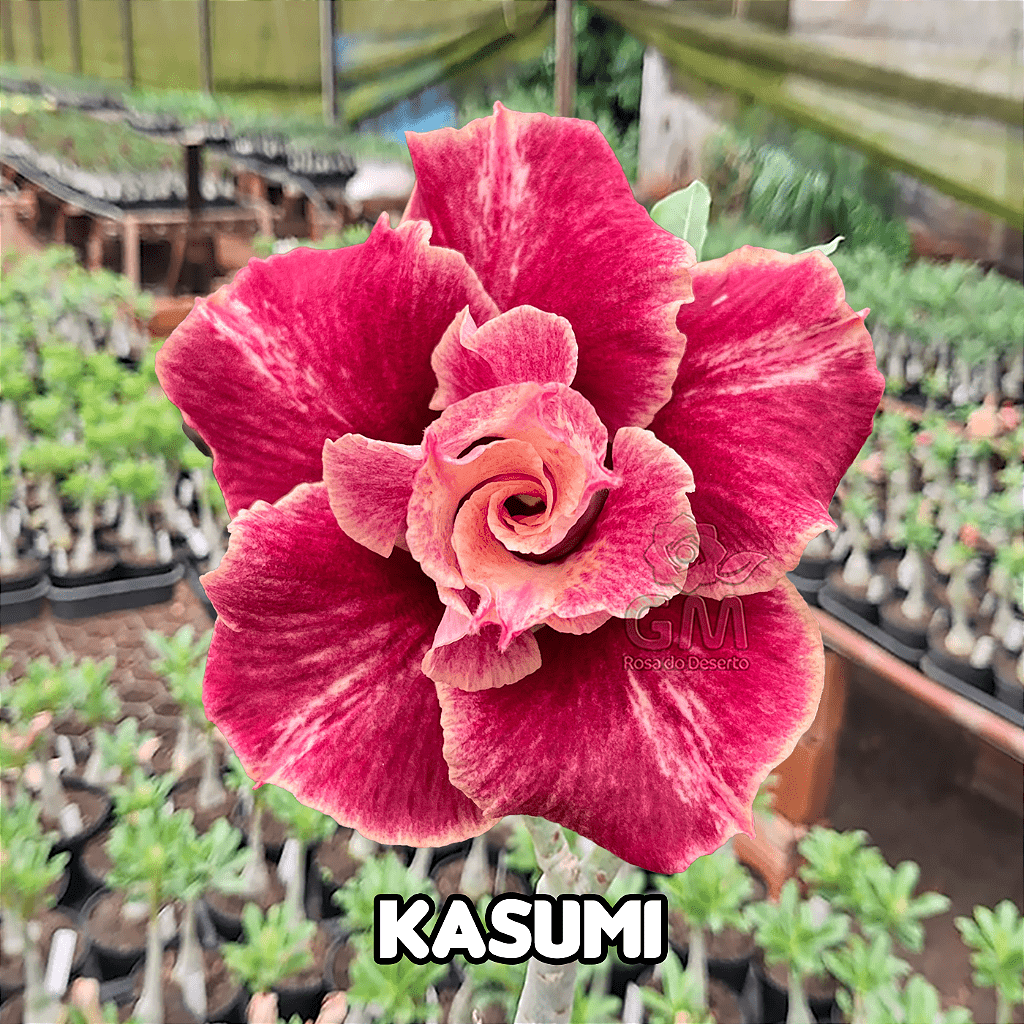 0063 - Rosa do Deserto - KASUMI - Gm Rosa Do Deserto