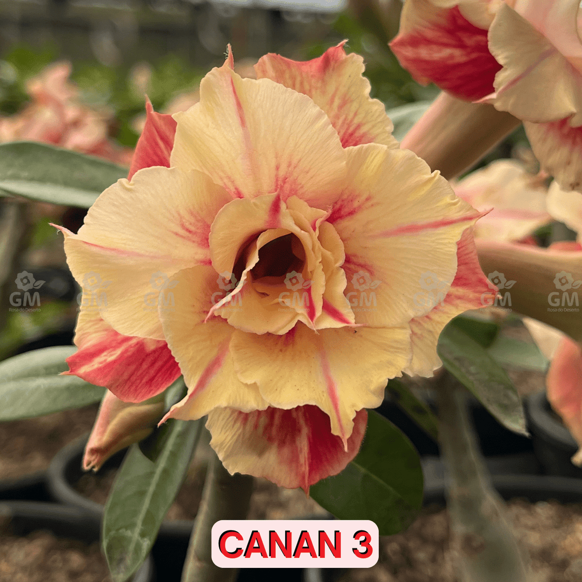 0118 - Rosa do Deserto - CANAN 3 ( PERFUMADA ) - Gm Rosa Do Deserto