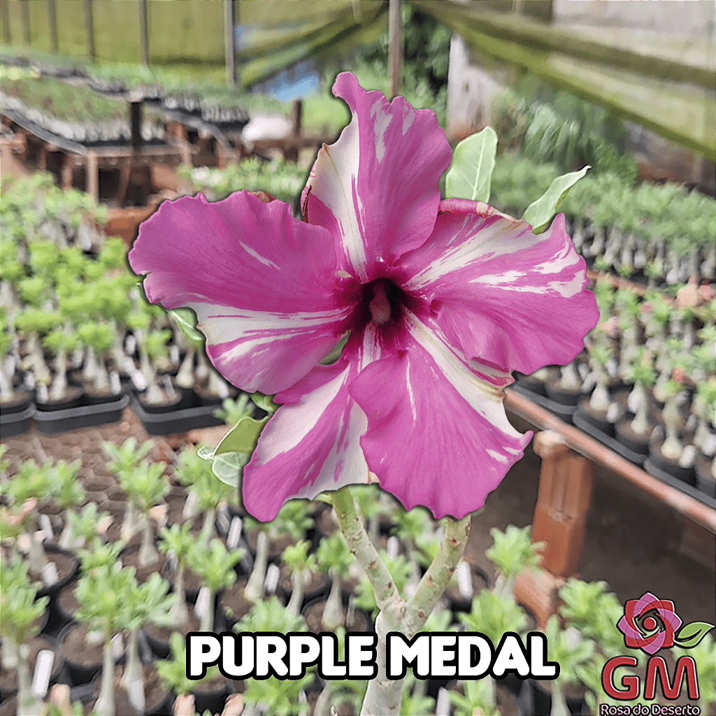 0145 - Rosa do Deserto - PURPLE MEDAL - Gm Rosa Do Deserto