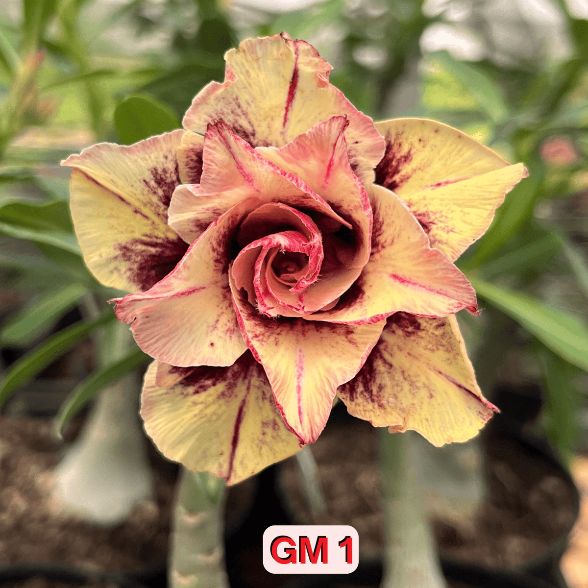 0217 - Rosa do Deserto - GM 1 ( PERFUMADA / MULTIPETALAS ) - Gm Rosa Do Deserto
