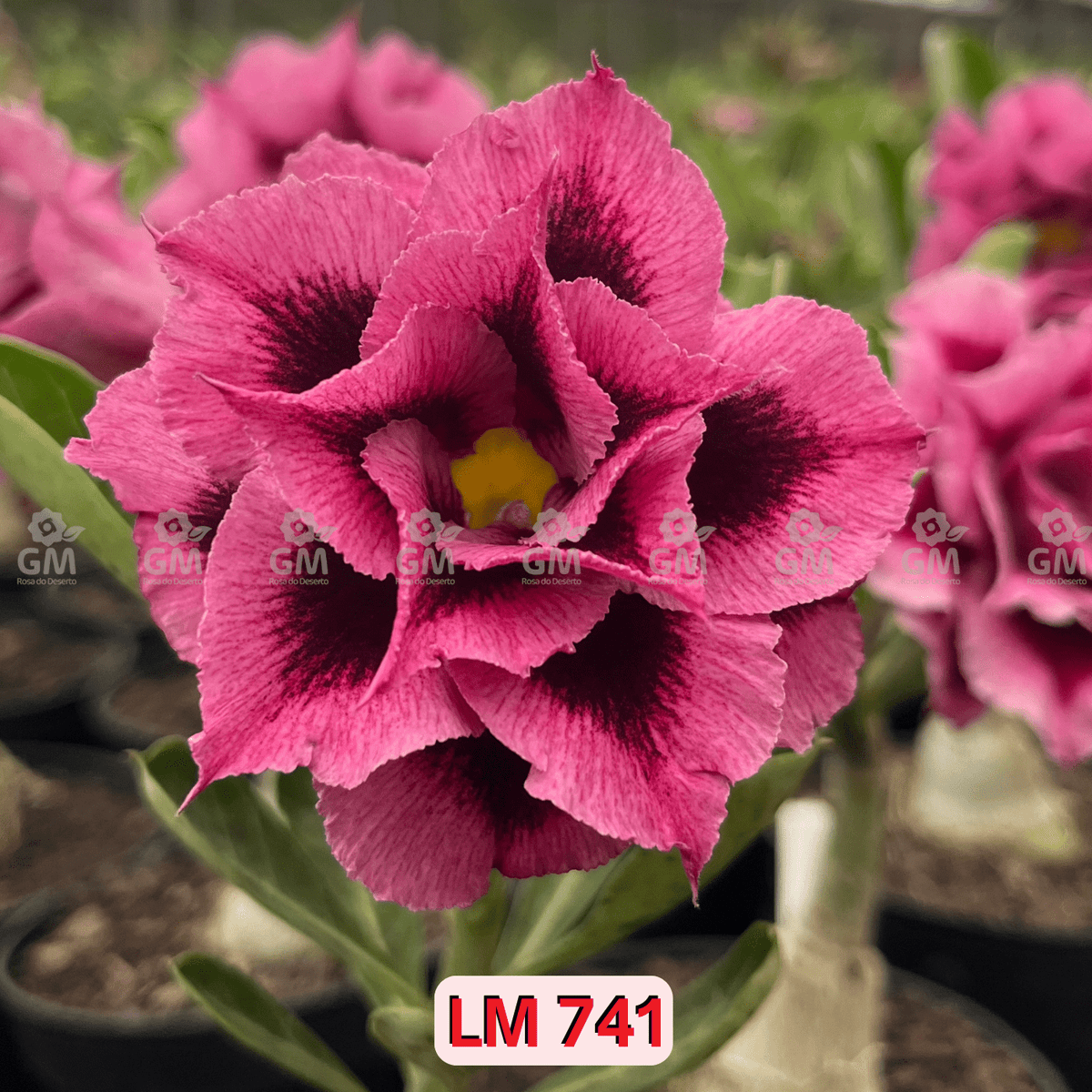 0220 - Rosa do Deserto - LM 741 - Gm Rosa Do Deserto