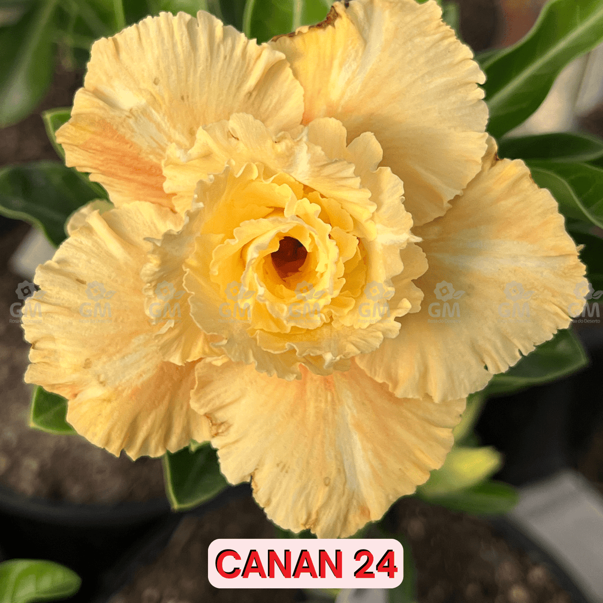 0294 - Rosa do Deserto - CANAN 24 ( PERFUMADA ) - Gm Rosa Do Deserto