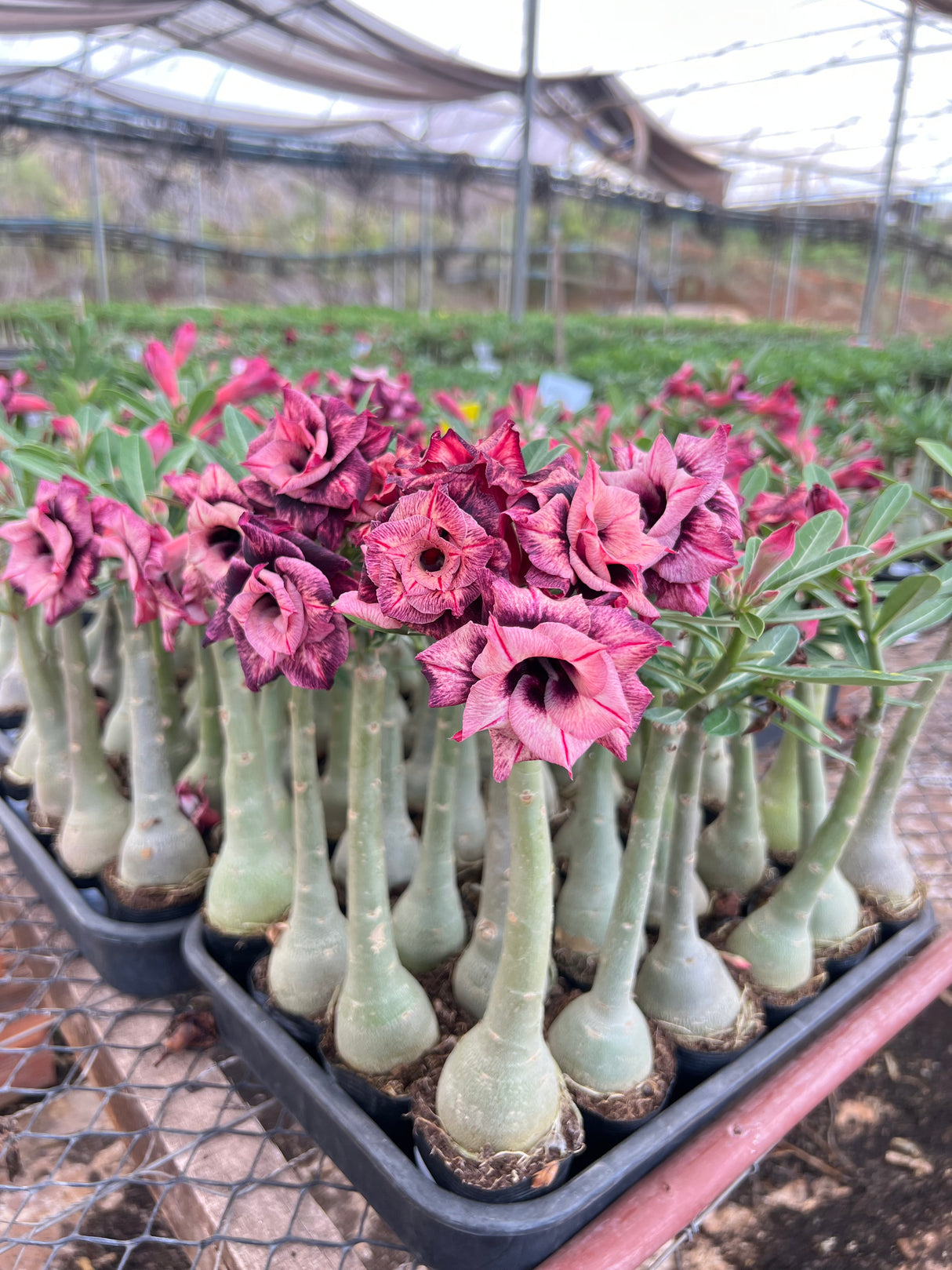 Rosa do Deserto - BRD FÊNIX