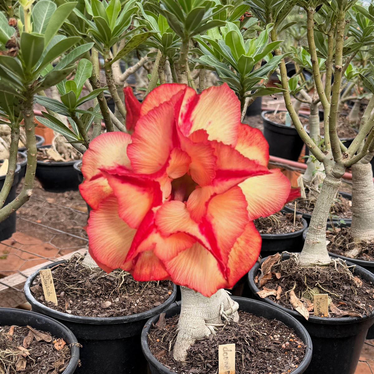 Rosa do Deserto - ENXERTO ADULTO - GM SCORCHED FIRE