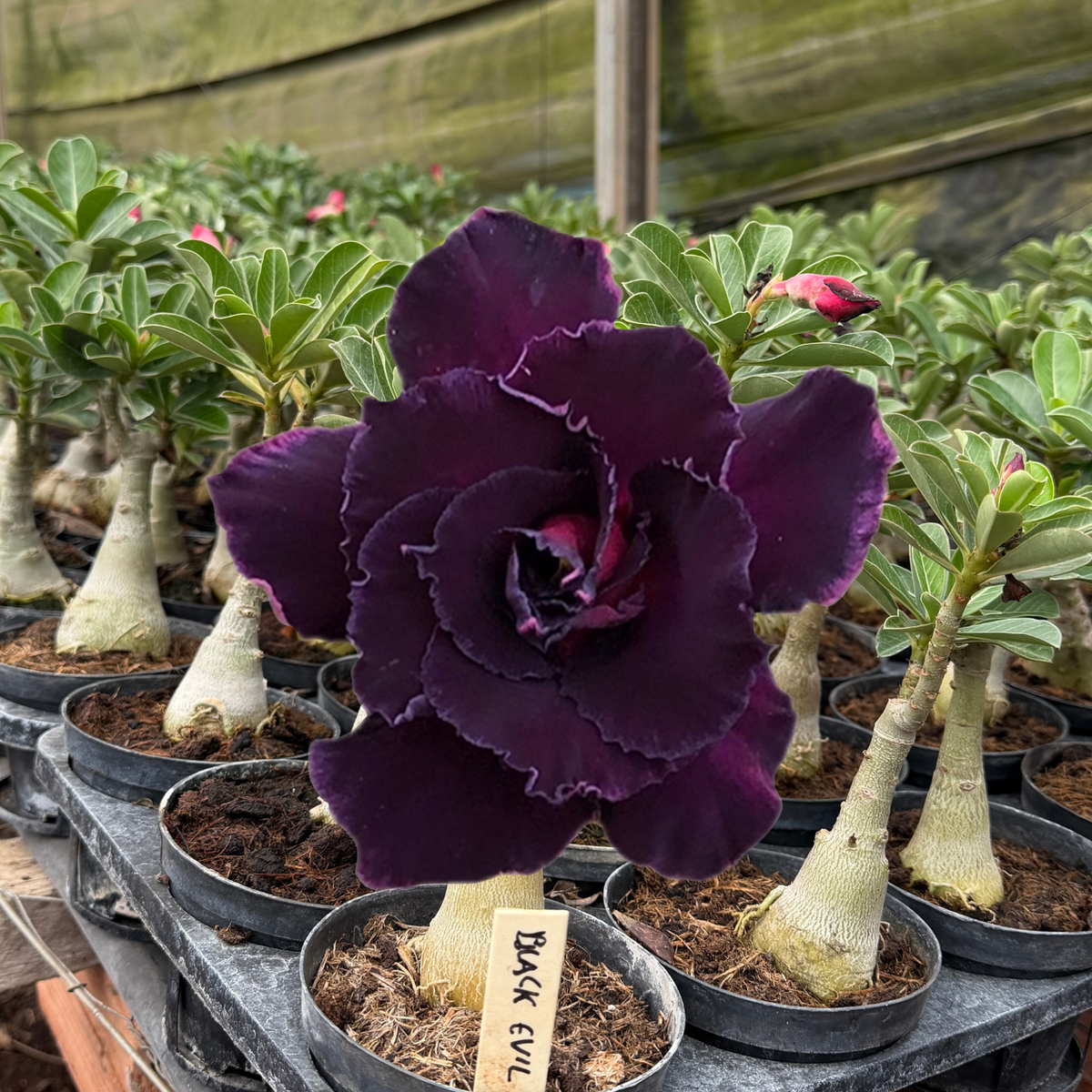 HERANÇA GM - BLACK EVIL - Gm Rosa Do Deserto