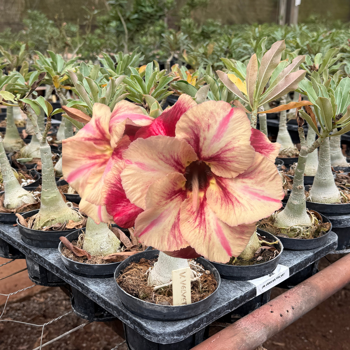 HERANÇA GM - GM VANILHA VELVET - Gm Rosa Do Deserto