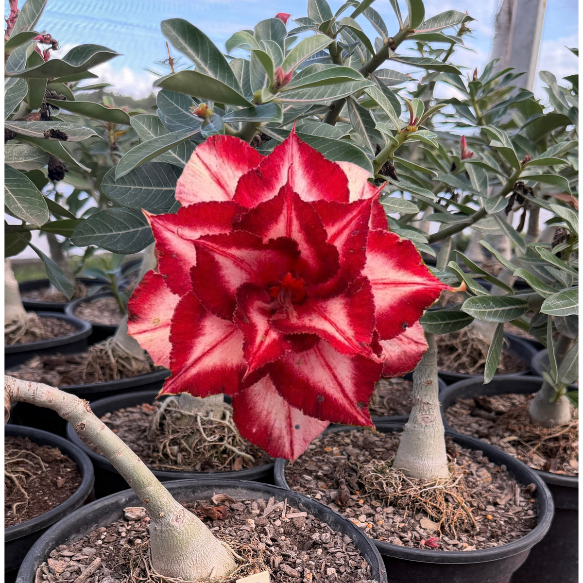 Rosa do Deserto - ENXERTO ADULTO - A17 - Gm Rosa Do Deserto