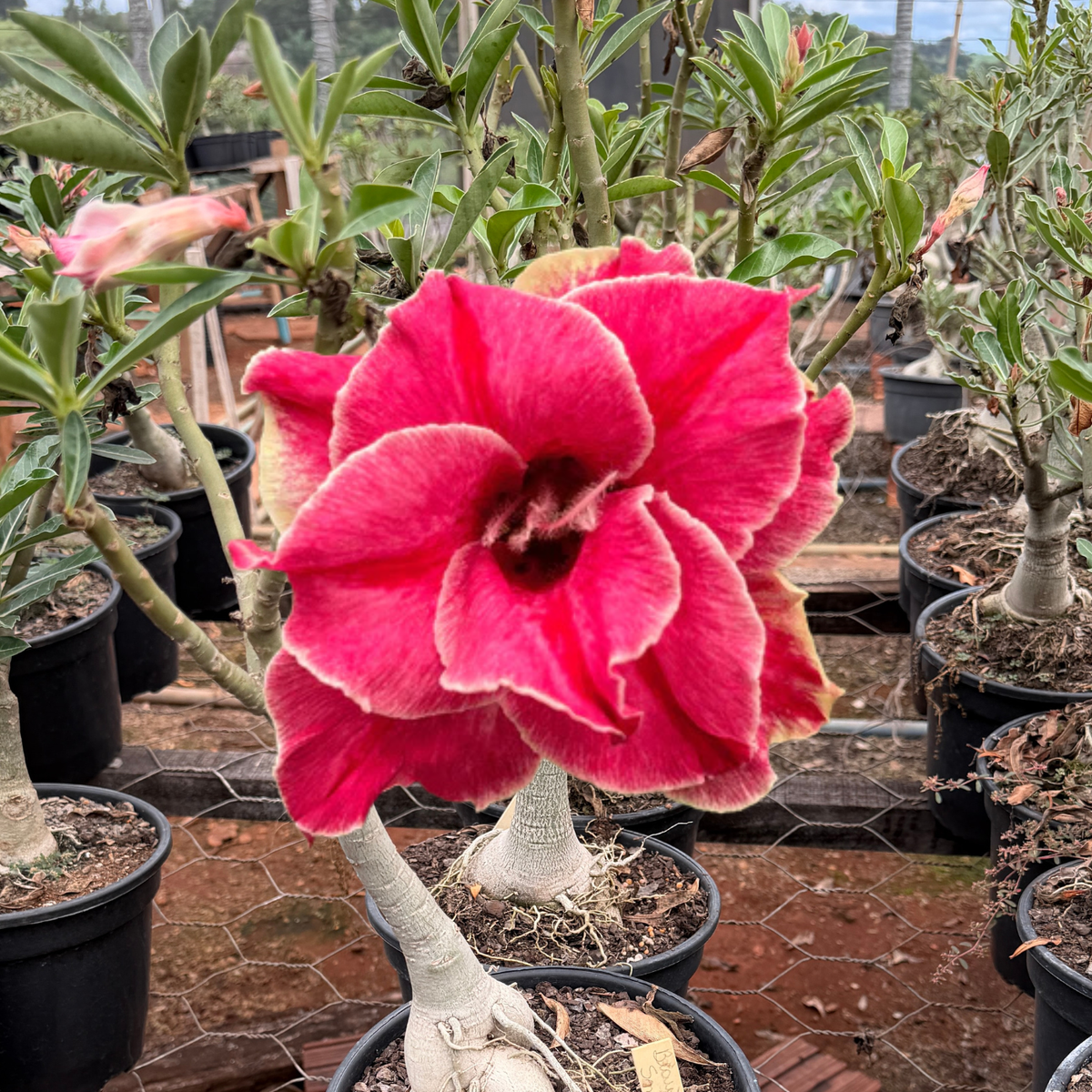 Rosa do Deserto - ENXERTO ADULTO - BEAUTIFUL SMILE - Gm Rosa Do Deserto