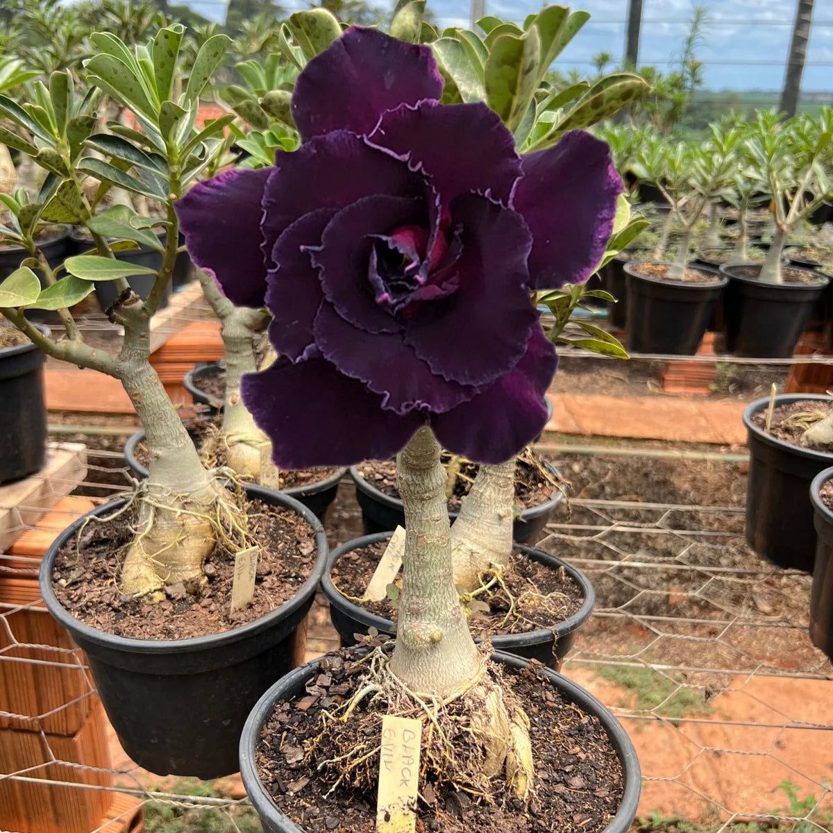Rosa do Deserto - ENXERTO ADULTO - BLACK EVIL - Gm Rosa Do Deserto