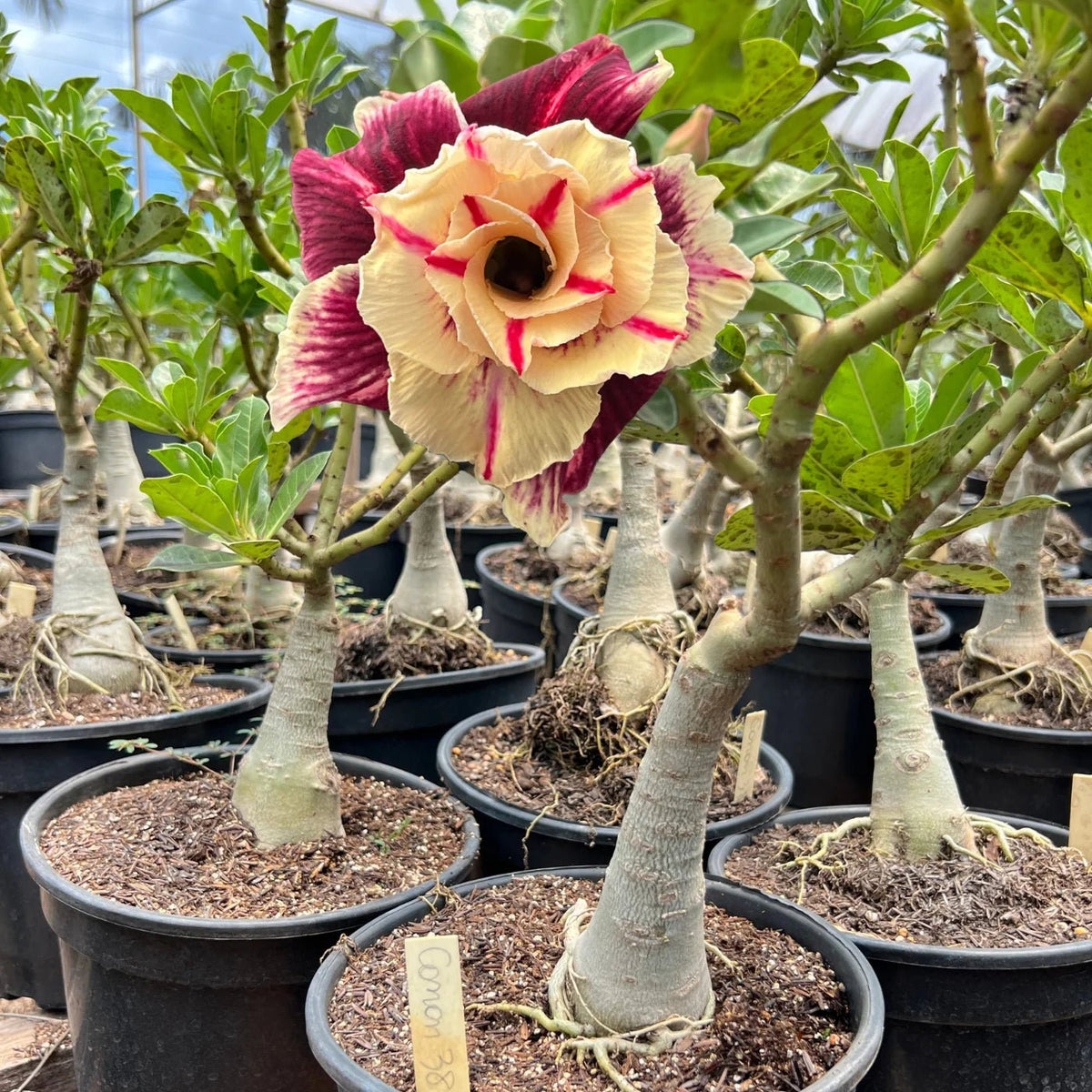 Rosa do Deserto - ENXERTO ADULTO - CANAN 38 - Gm Rosa Do Deserto