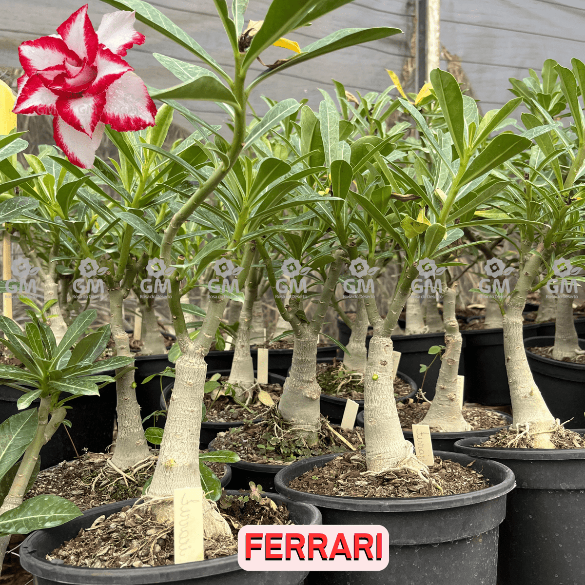 Rosa do Deserto - ENXERTO ADULTO - FERRARI - Gm Rosa Do Deserto