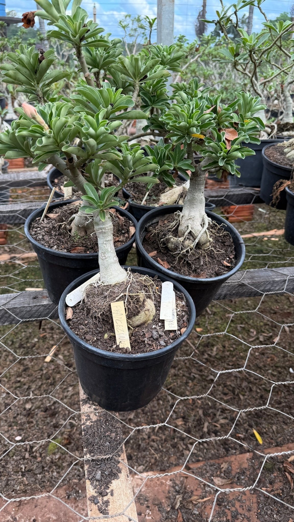 Rosa do Deserto - ENXERTO ADULTO - FRANCESINHA - Gm Rosa Do Deserto
