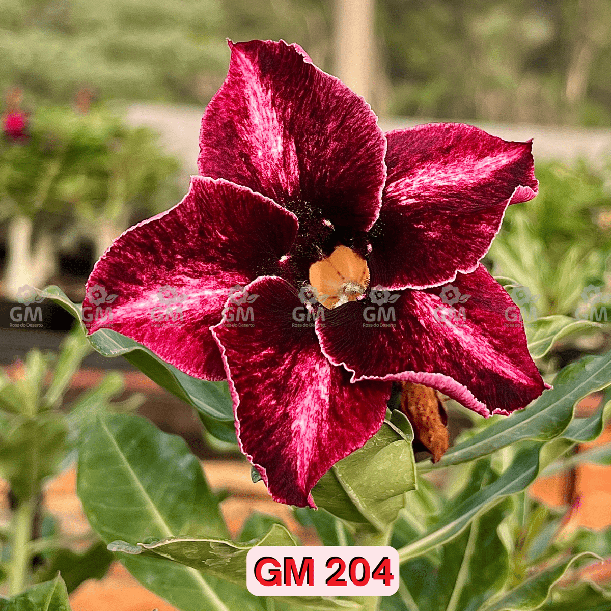 Rosa do Deserto - ENXERTO ADULTO - GM 204 - Gm Rosa Do Deserto