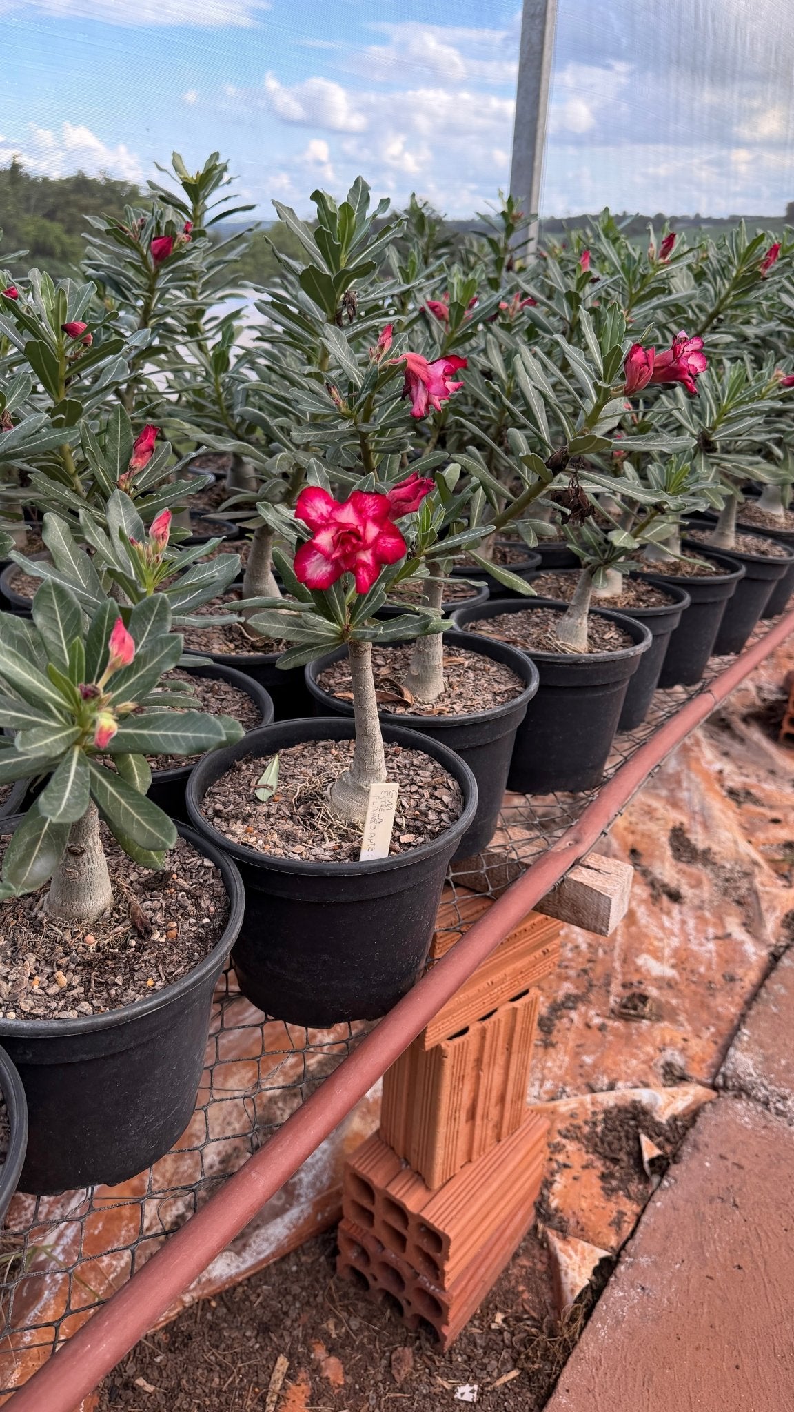 Rosa do Deserto - ENXERTO ADULTO - GM ESTRELA FLAMEJANTE - Gm Rosa Do Deserto