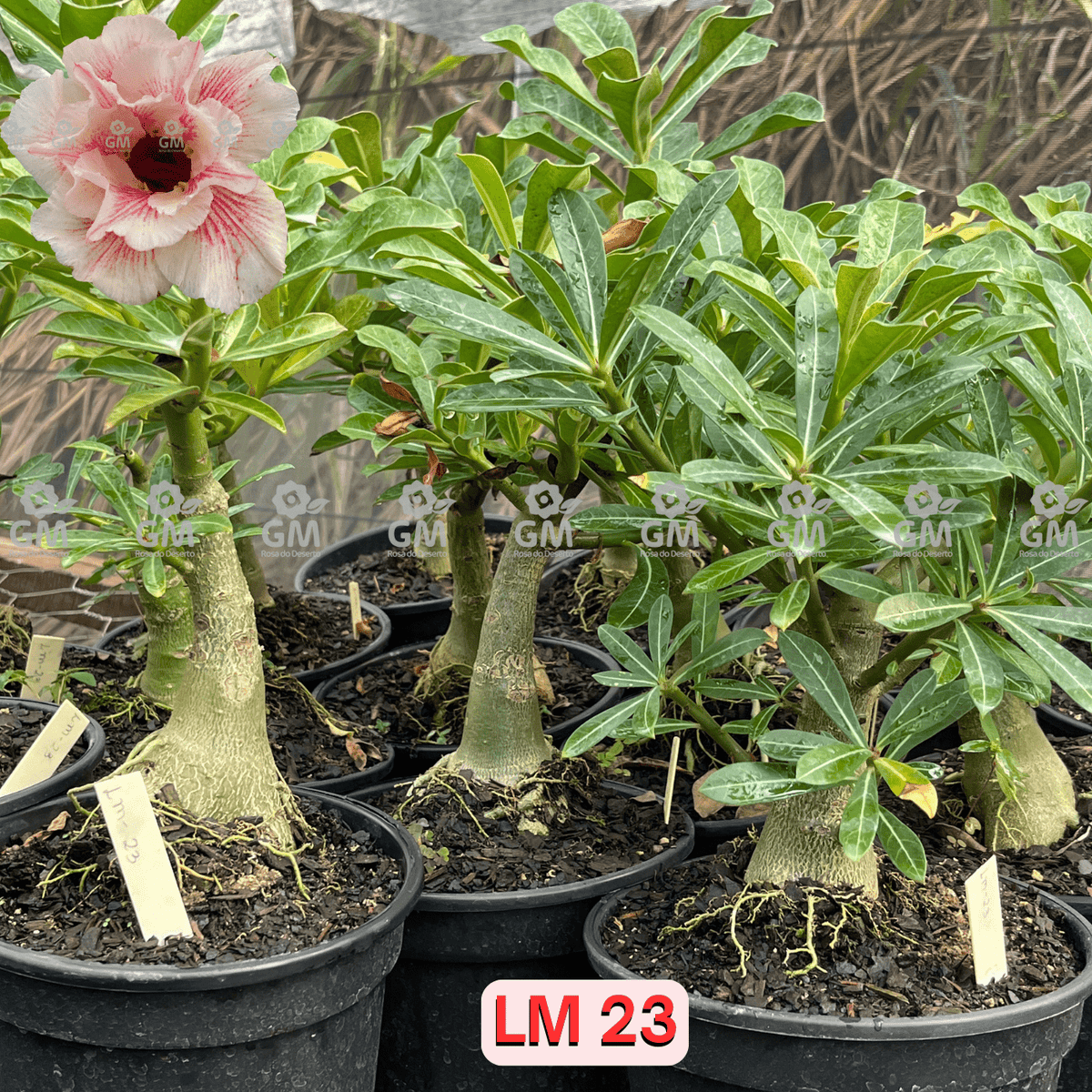 - Rosa do Deserto - ENXERTO ADULTO - LM 23 - Gm Rosa Do Deserto