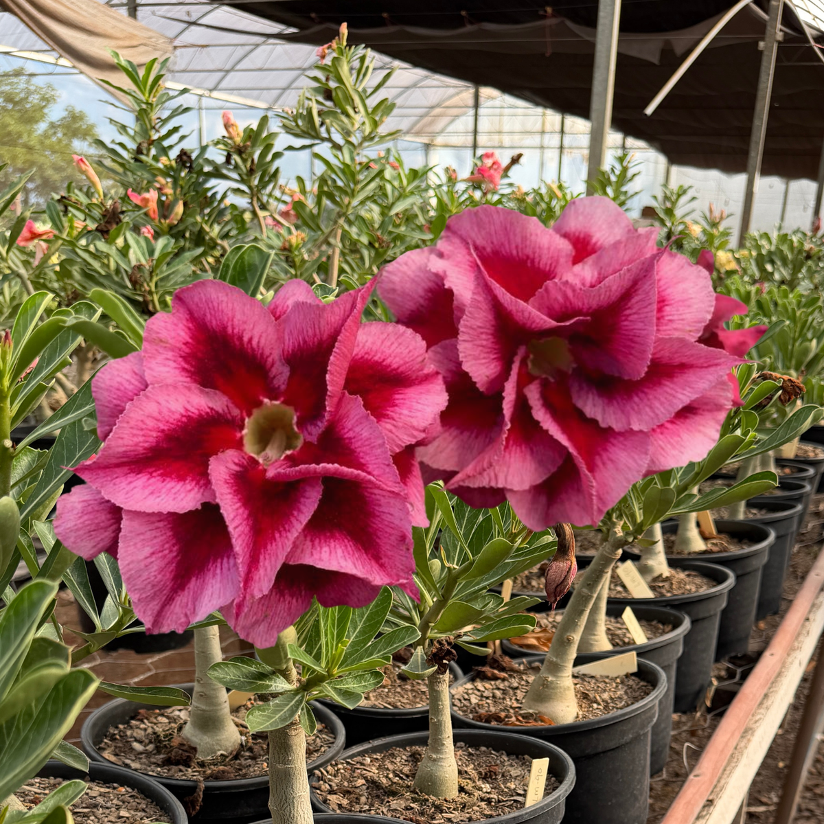 Rosa do Deserto - ENXERTO ADULTO - LM 90 - Gm Rosa Do Deserto