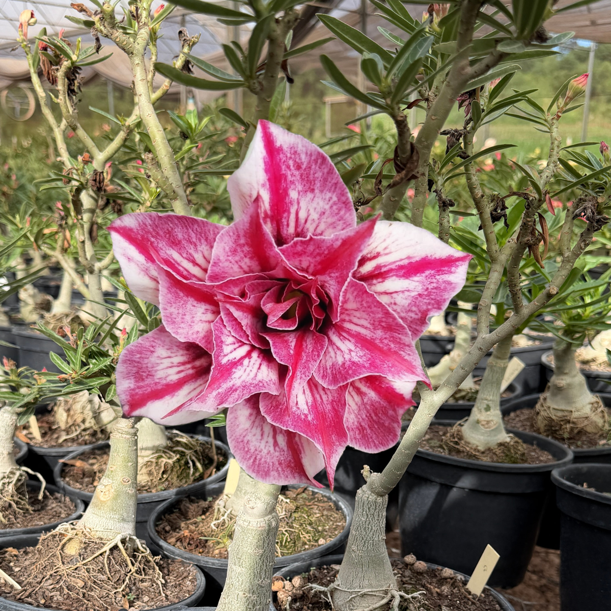 Rosa do Deserto - ENXERTO ADULTO - MADEMOSEILLE - Gm Rosa Do Deserto