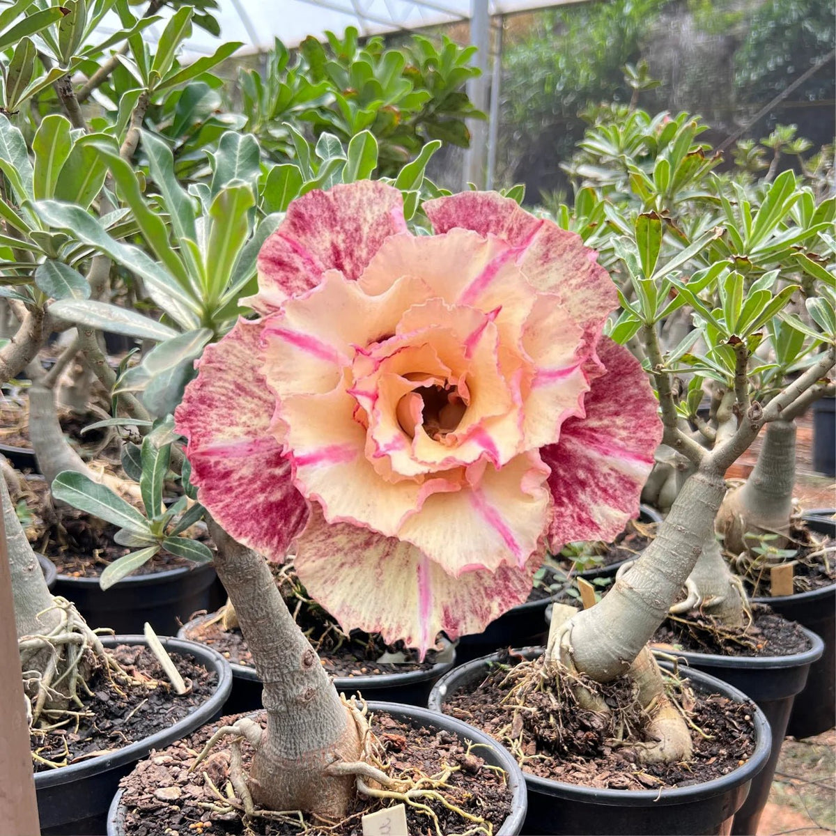 Rosa do Deserto - ENXERTO ADULTO - MUSSELA - Gm Rosa Do Deserto