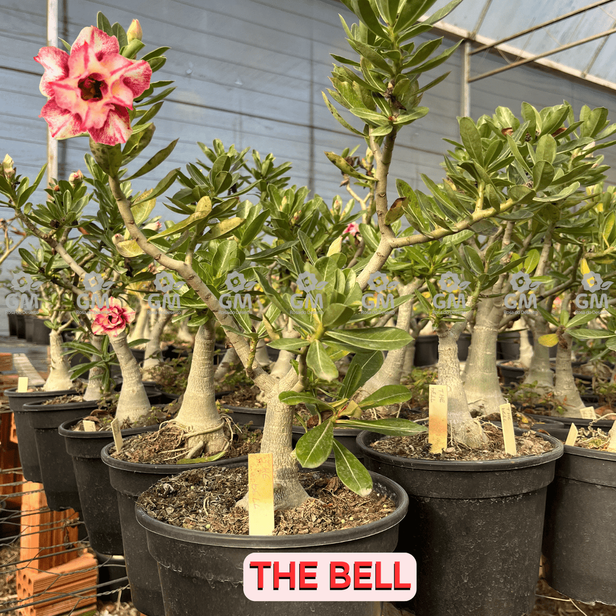 - Rosa do Deserto - ENXERTO ADULTO - THE BELL - Gm Rosa Do Deserto