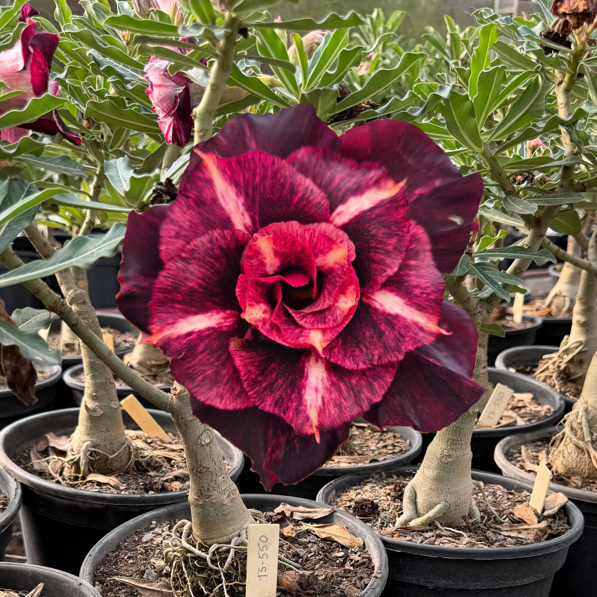 Rosa do Deserto - ENXERTO ADULTO - VAMPIRA - Gm Rosa Do Deserto