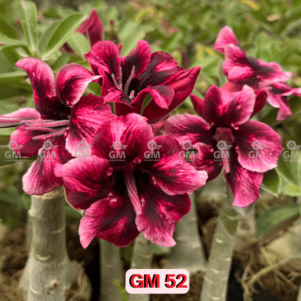 - Rosa do Deserto - GM 52 PERFUMADA - Gm Rosa Do Deserto
