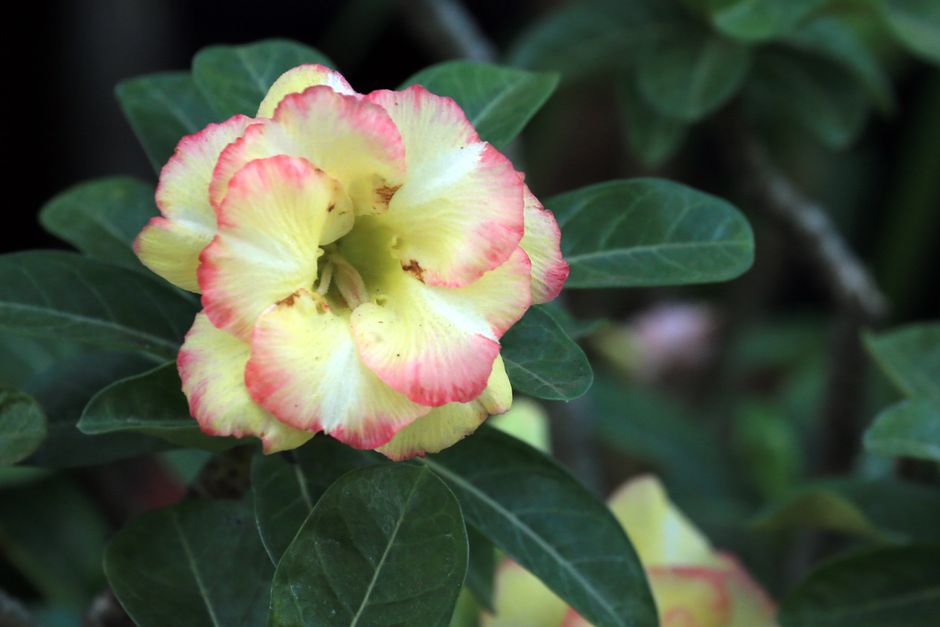A Rosa do Deserto que já foi arma de caça: a história por trás do caudex - Gm Rosa Do Deserto