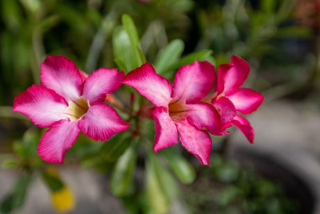 Caudex bem formado: o detalhe que revela uma Rosa do Deserto de qualidade antes de comprar - Gm Rosa Do Deserto