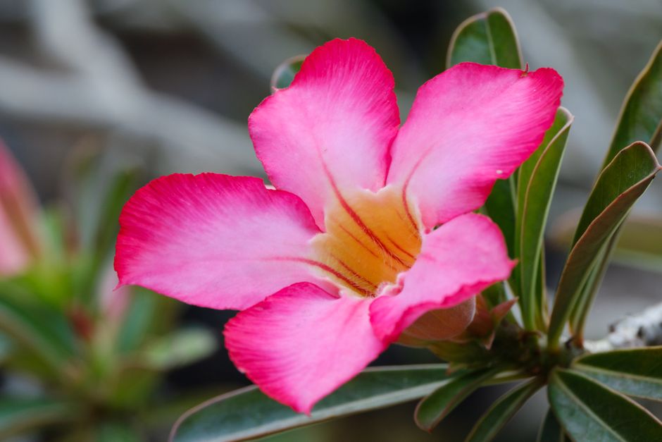 Caudex de Semente ou de Estaca? O Que Muda na Rosa do Deserto - Gm Rosa Do Deserto