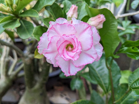 Cochonilhas na Rosa do Deserto: como identificar antes que sua Adenium sofra - Gm Rosa Do Deserto