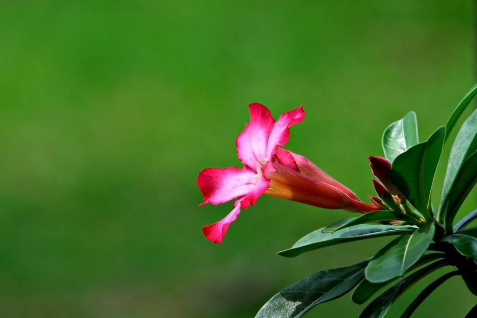 Do veneno de flechas ao vaso da sua varanda: a curiosa origem da Rosa do Deserto - Gm Rosa Do Deserto