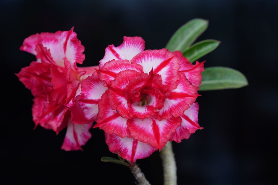 Fim do Inverno: Como Despertar sua Rosa do Deserto para a Primavera - Gm Rosa Do Deserto