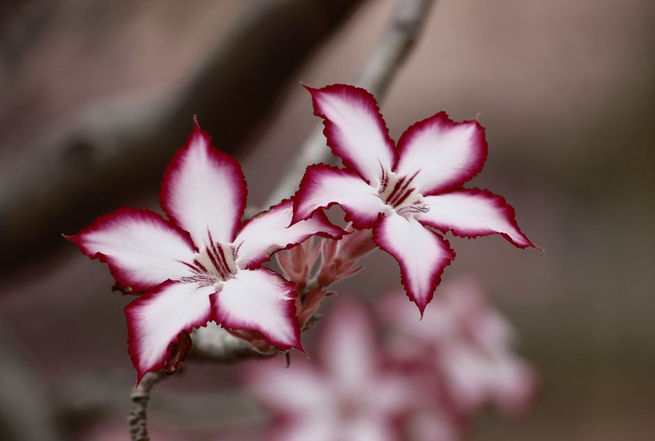 Vibrant Adenium flowers showcasing striking pink edges and delicate white petals.