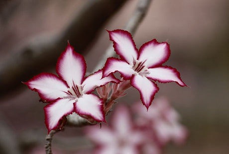 Vibrant Adenium flowers showcasing striking pink edges and delicate white petals.