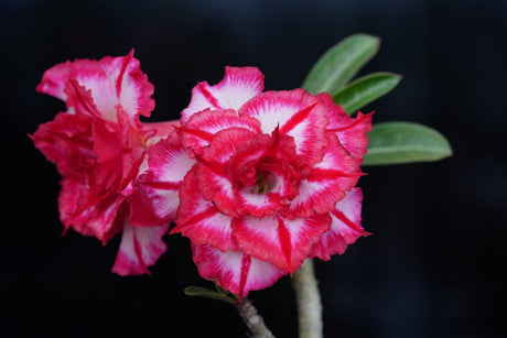 Multienxertia em Rosa do Deserto: como criar um único exemplar com várias cores de flores - Gm Rosa Do Deserto
