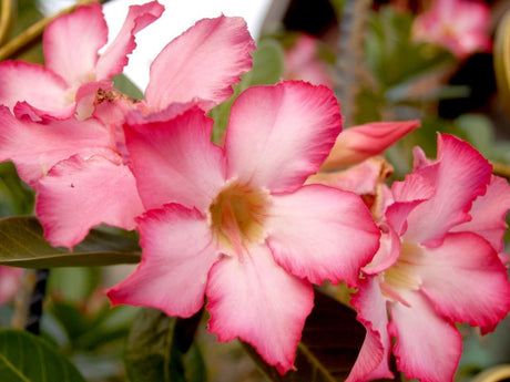 O Erro Silencioso que Apodrece o Caudex da Sua Rosa do Deserto - Gm Rosa Do Deserto
