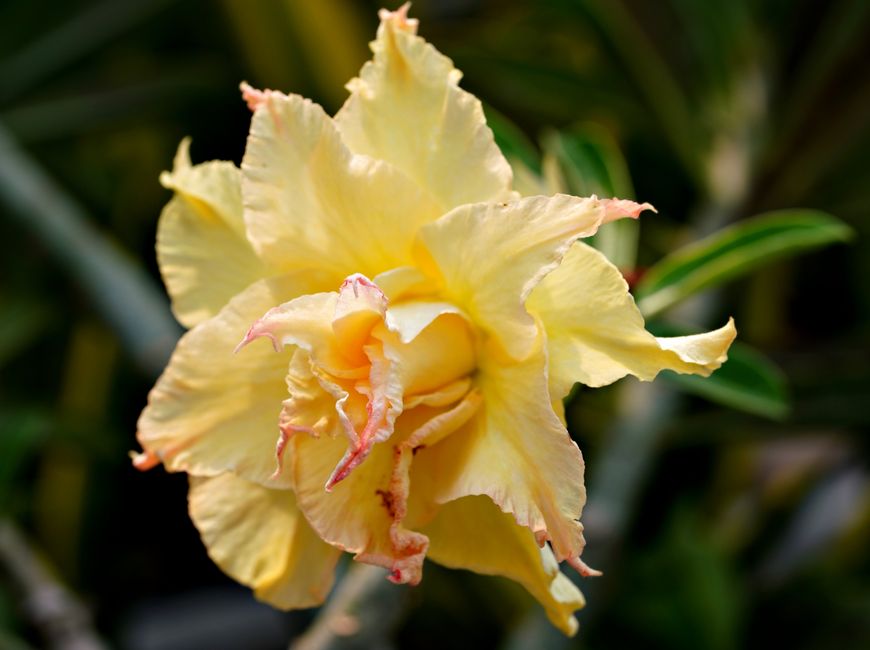 O Segredo Está no Caudex: Como Avaliar a Base da Rosa do Deserto Antes de Comprar - Gm Rosa Do Deserto