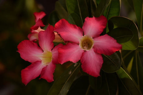 Os Primeiros 30 Dias com sua Rosa do Deserto: Guia de Adaptação para Iniciantes - Gm Rosa Do Deserto