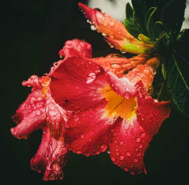 Os Primeiros 90 Dias com Sua Rosa do Deserto: Guia de Adaptação para Iniciantes - Gm Rosa Do Deserto