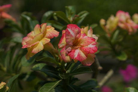 Detailed close-up of blooming Desert Rose flowers with pink and yellow petals amidst green leaves.