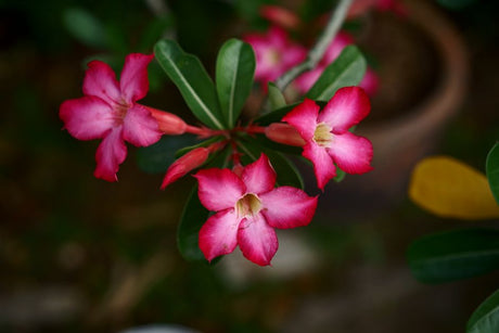 A vivid close-up of pink desert rose flowers with green leaves on a potted plant.