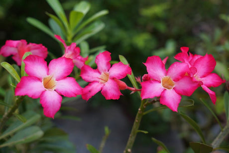 Close-up of vibrant pink desert rose flowers (Adenium) in full bloom outdoors.