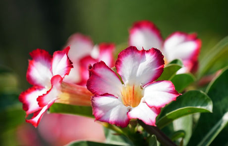 Vivid pink and white desert rose flowers in bloom, captured in natural sunlight.