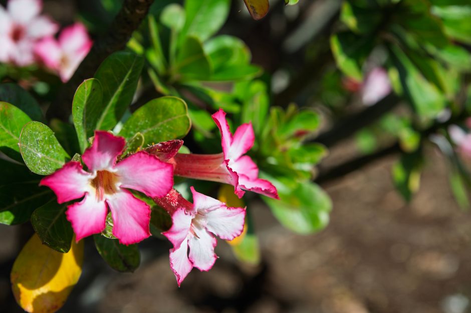 Close-up of a blooming desert rose flower with pink edges and green leaves, sunlit in a garden.