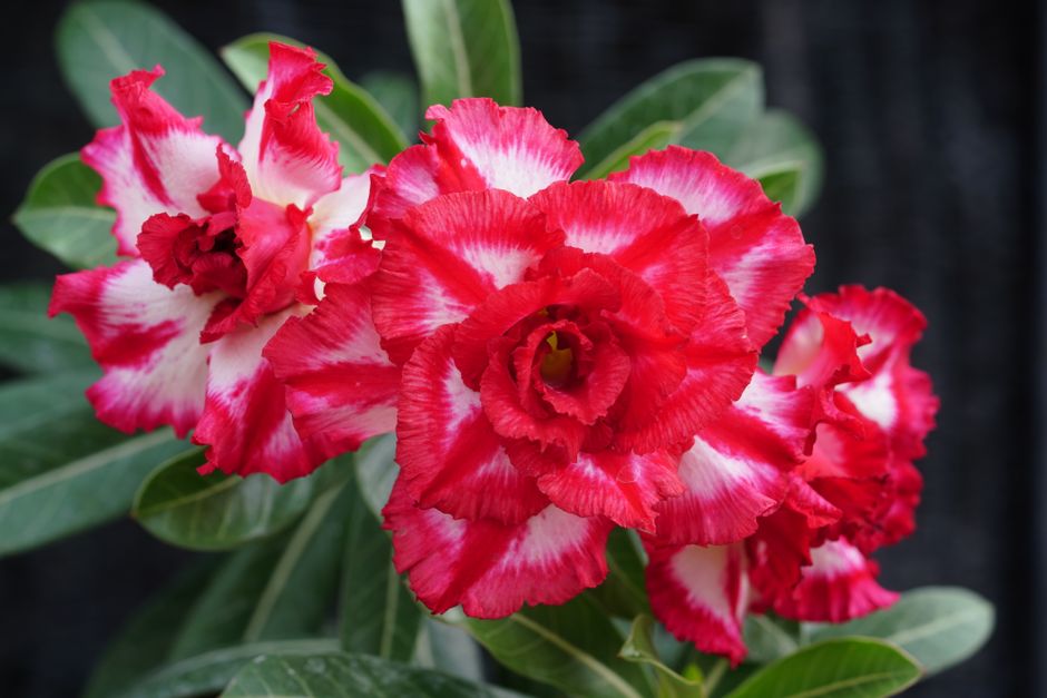 Close-up of vibrant red and white Adenium flowers with green leaves in outdoor setting.