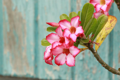 Beautiful pink desert rose (Adenium obesum) against a rustic, weathered background.