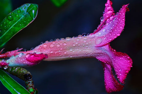 Macro shot of a pink adenium flower covered in dewdrops, highlighting its vibrant colors and textures.