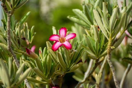 Close-up of a vivid pink desert rose flower amid lush green leaves, showcasing nature's beauty.