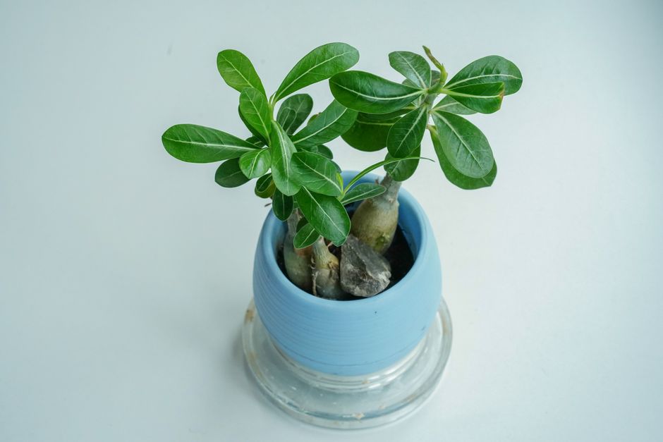 Top view of a lush Adenium Obesum plant in a blue pot, perfect for home decor ideas.