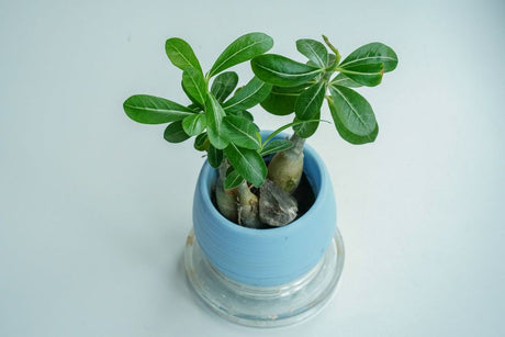 Top view of a lush Adenium Obesum plant in a blue pot, perfect for home decor ideas.