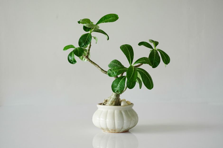 A close-up of an Adenium plant with green leaves in a white ceramic pot on a white background.